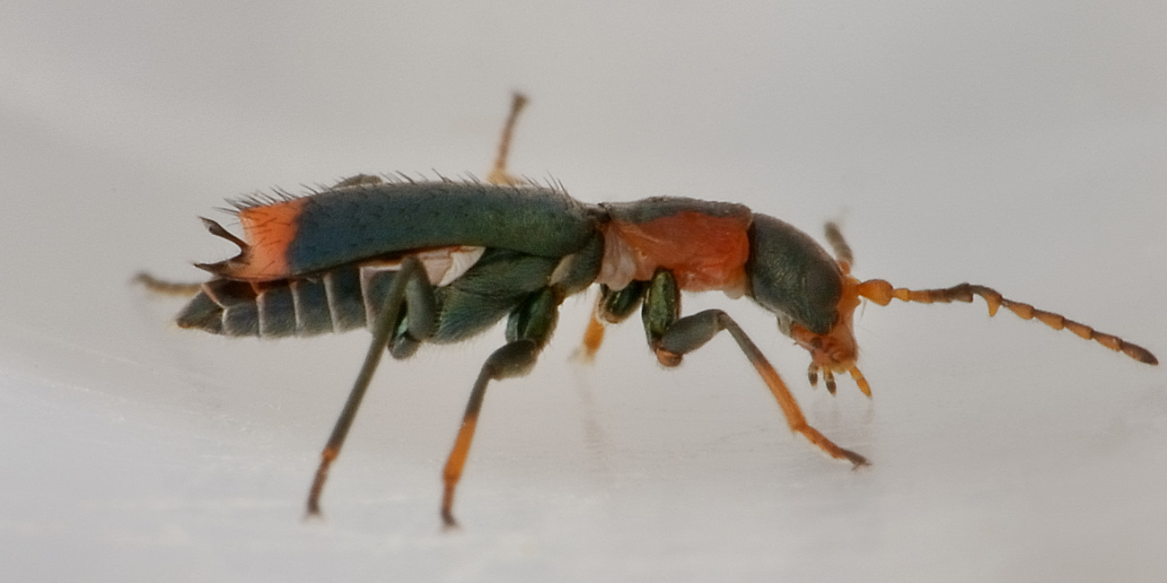 Malachiidae: Cyrtosus ovalis?  Sì, maschio
